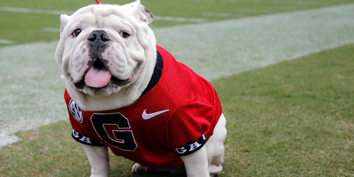 Georgia announces Uga X, known as Que, passed away Tuesday morning - On3