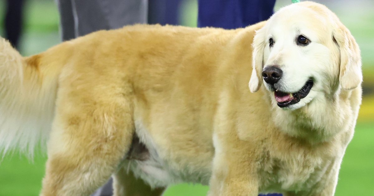 LSU Puts Up Touching Press Box Tribute To Kirk Herbstreit's Dog, Ben ...