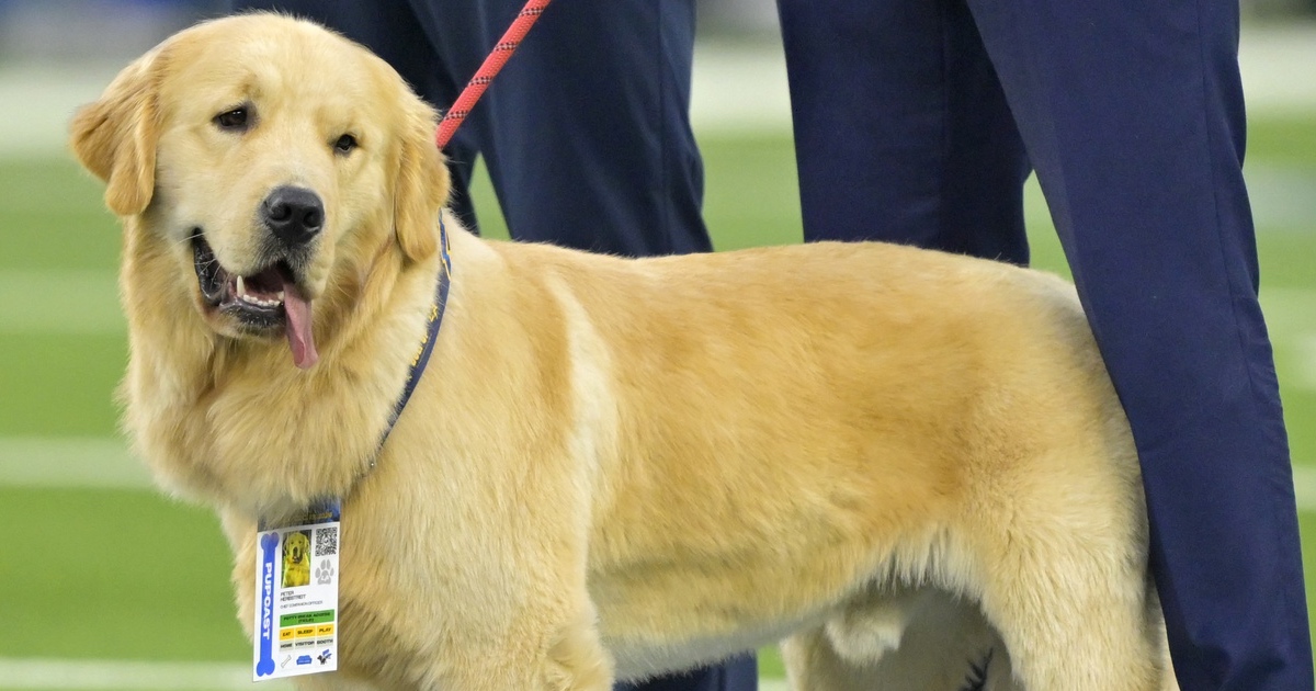 Kirk Herbstreit's dog Peter makes heartwarming NFL debut at SoFi