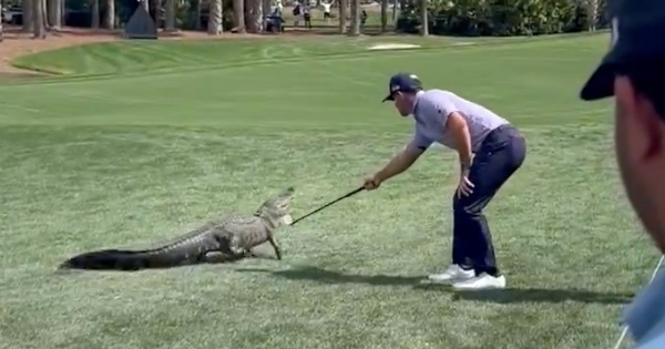 WATCH: Billy Horschel chases alligator back into water at PGA Tour's Cognizant Classic