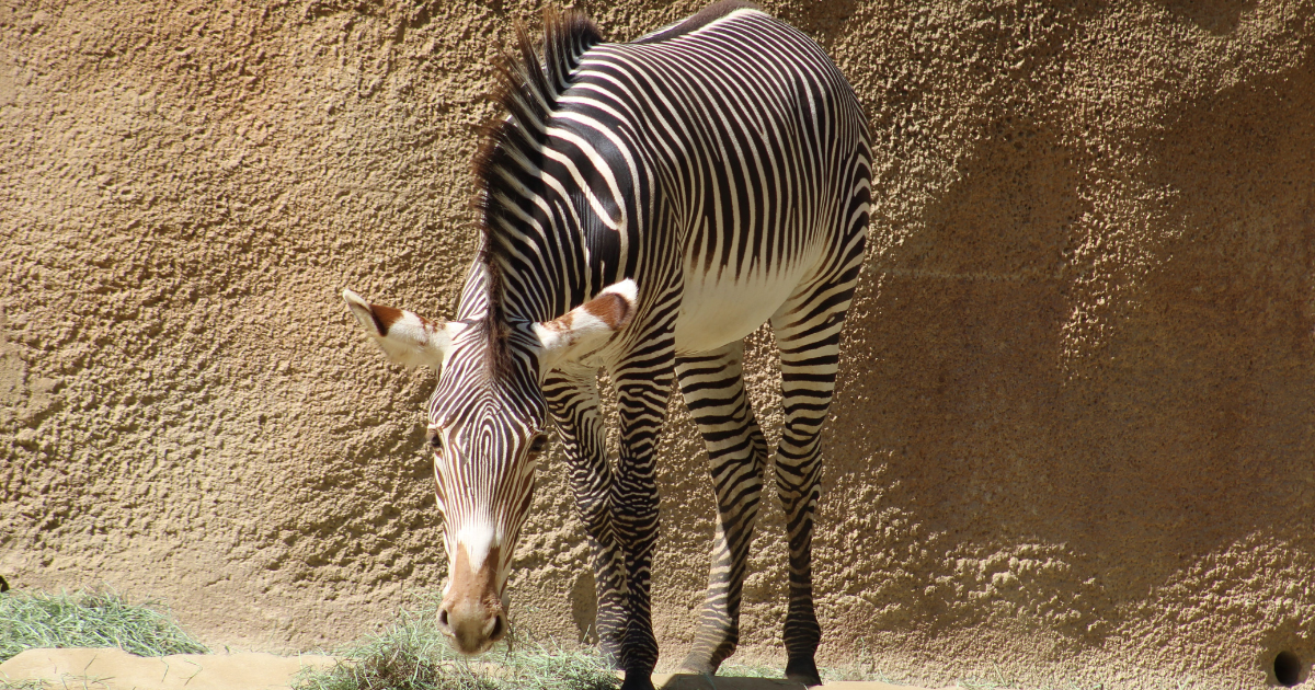 THE TENNESSEE ZEBRA HAS BEEN CAUGHT