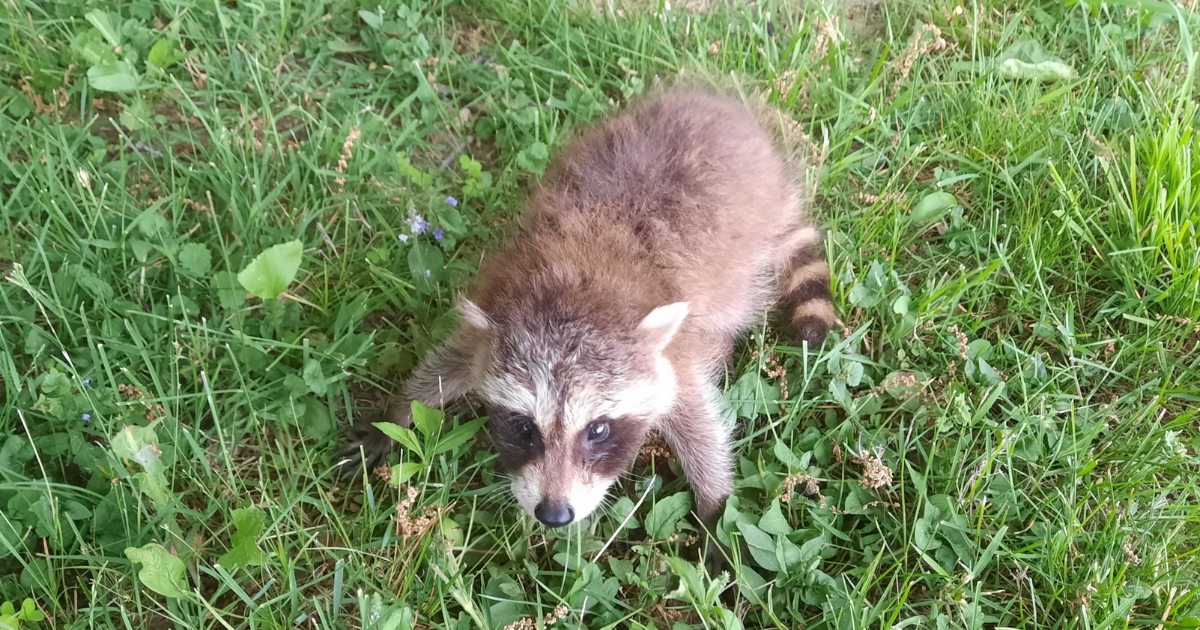 Murray, Kentucky Man Unleashes Raccoon in a Bar Revenge Plot