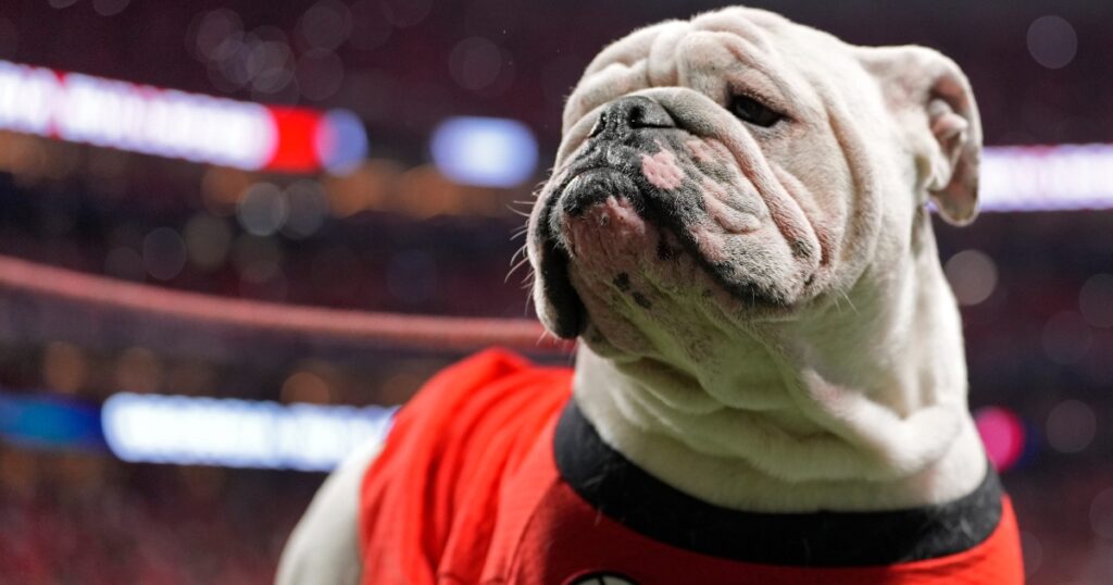 Uga, Georgia Bulldogs