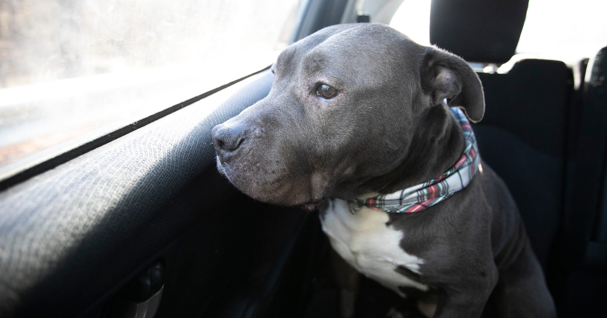Former NFL running back, All-American convicted on heinous dog-fighting charges