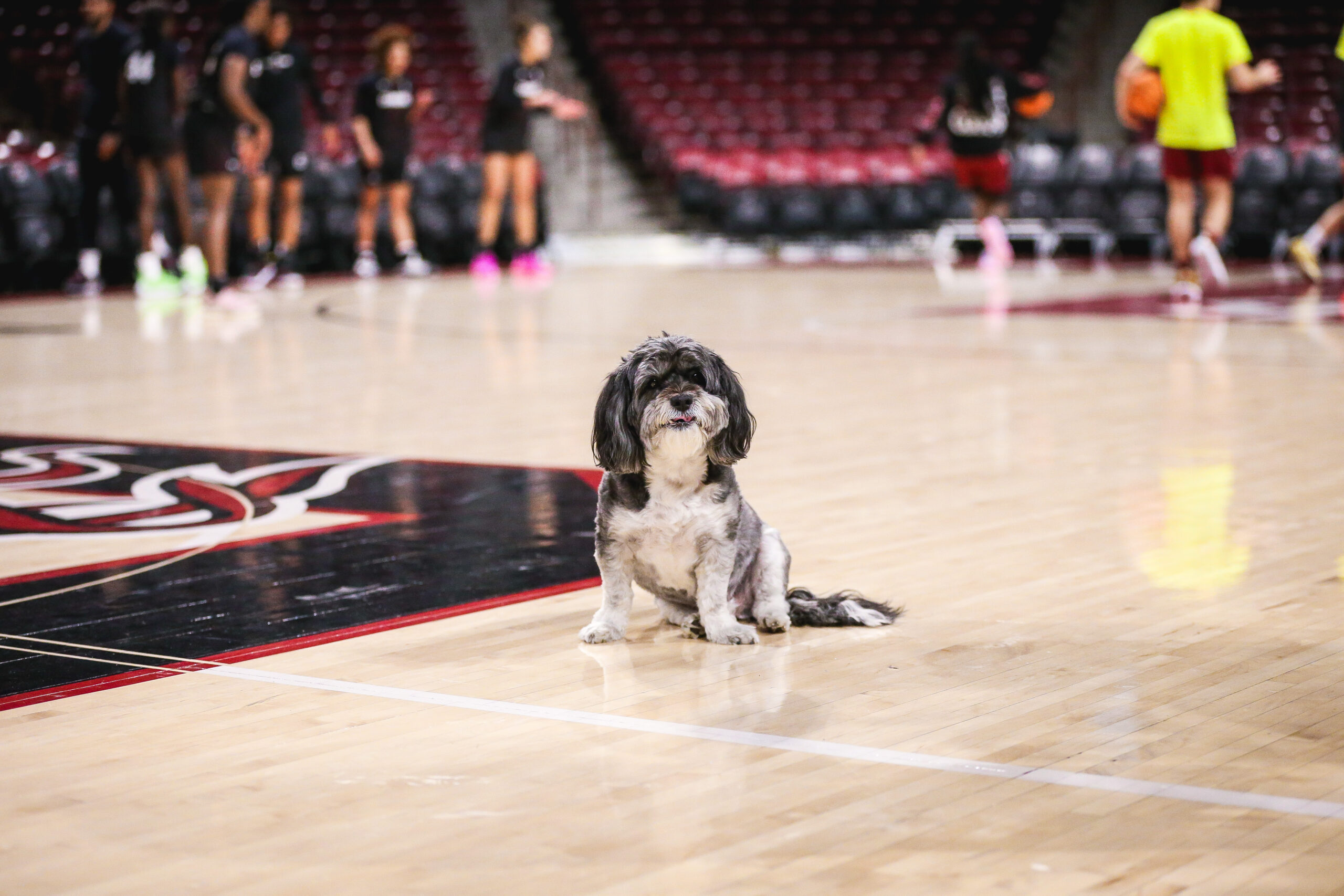 South Carolina women’s basketball: Five Things to Watch – Providence