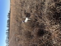IMG_4187.jpeg