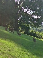 Bobcat 7-29-22-8.jpg