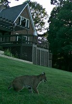 Bobcat 8-31-22-3.jpg