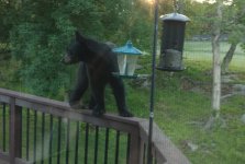 1769451774499.jpeg 1769451774499.jpeg