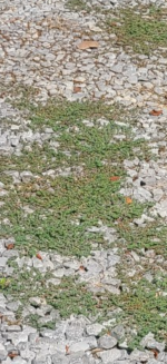 IMG_8587.png