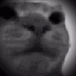 cat2.gif