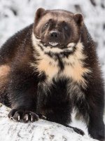 Wolverine_by_Getty-1920w.jpg