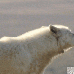1789126510434.gif