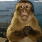 ShockedMonkeyGIF.gif
