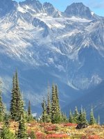 Abbott Ridge grizzly.jpeg