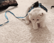 1790915384598.gif
