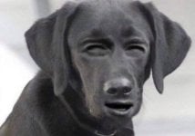 IMG_1052.jpeg