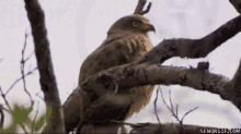 1791594577629.gif