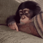 4615.gif