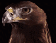1792848409846.gif 1792848409846.gif