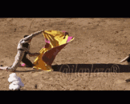 IMG_2941.gif
