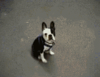 1000045188.gif