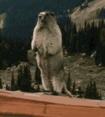 1793467032728.gif