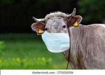 cow-clearing-mask-260nw-1731010336.jpg