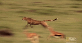 tyreek.gif