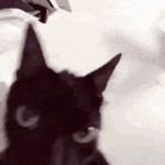 cat-meme.gif
