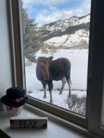 moose window.jpg