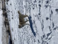 C2C1C7FC-E6CA-4804-8A1B-806751600DF1.jpeg
