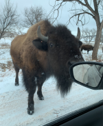 Bison1.png