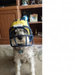 Blu with helmet 1.jpg
