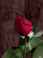 srajbind-rose.gif