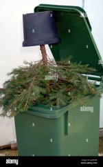 christmas-tree-in-a-bin-rubbish-thrown-away-discarded-bin-dustbin-A2WNH8.jpg