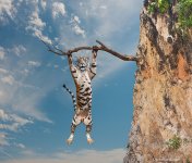 Tiger-Funny-2639179570.jpg