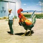 cock.jpg