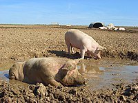 Pigs,_Chilton_Foliat_-_geograph.org.uk_-_987903.jpg