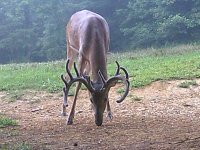 13 Point.jpg