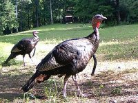 Gobblers.jpg