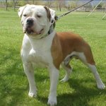 American Bulldog 2.jpg