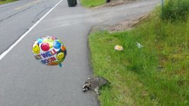 raccoon.jpg