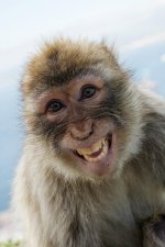 laughing-gibraltar-ape-barbary-macaque-holger-leue.jpg