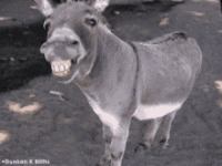 1675388102235.gif