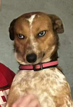 Suspicious dog REV.png