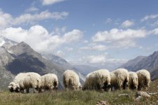 Sheep *** photo.jpg