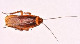 american-cockroach-01[1].jpg