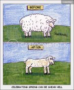 Sheep before after 2.jpg