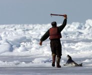 clubbing baby seals.jpg